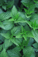 Full Frame Shot Of Stinging Nettles