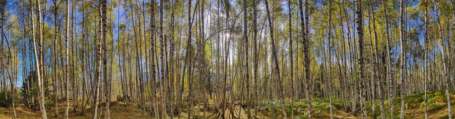 Panorama of birch forest on the mountain in autumn.