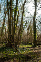Overgrown woodland in the UK