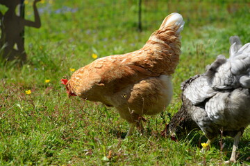 Hühner im Freien