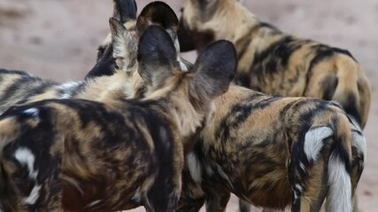 Medium shot of a Wild Dog walking up to a pack member and licking its face, Greater Kruger.