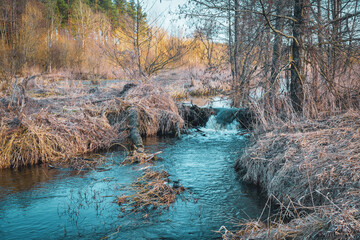 A small stream flows through the forest.