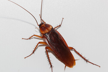 Cockroach brown on a white background