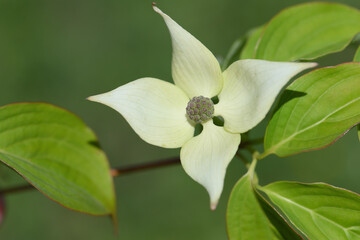 Obraz premium cornouiller du Japon