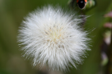 macro de fleur de pissenlit
