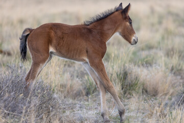 Cute Wild Horse Foal in the Utah Desert