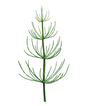 horsetail (Equisetum)