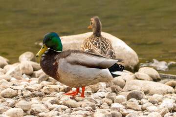 Duck at the lake of Constance in Switzerland 28.4.2021