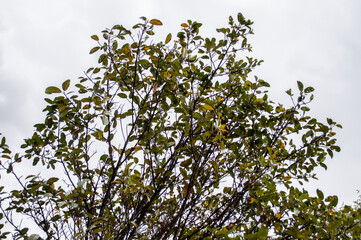 Bare tree branches for double exposure
