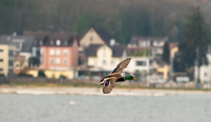 Duck at the lake of Constance in Switzerland 28.4.2021