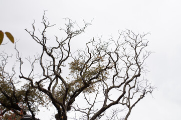 Fototapeta na wymiar Bare tree branches for double exposure 