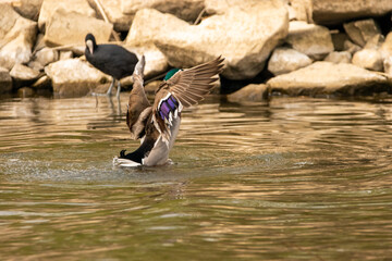 Duck at the lake of Constance in Switzerland 28.4.2021