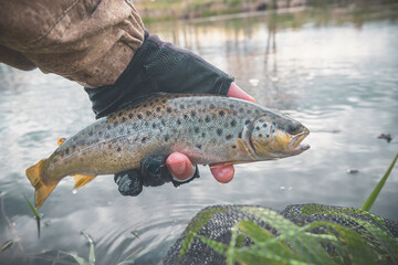 Trout caught in the forest brook.