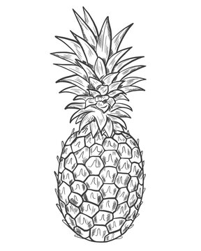 Pineapple sketch. Vector. Whole exotic fruits. Drawing on a white background. Hand drawing. Single large pineapple fruit, simple image.