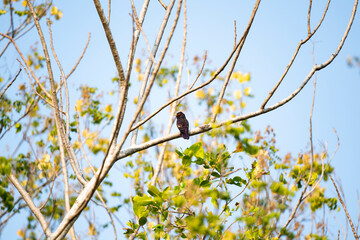 Violet Cuckoo