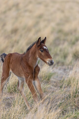 Obraz na płótnie Canvas Cute Wild Horse Foal in the Utah Desert