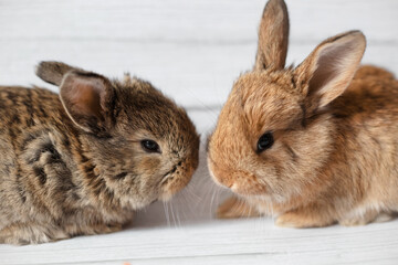 gray and red rabbits look at each other. Love, loyalty and pair. decorative thoroughbred rabbits sit on a white background. brown and red little bunnies sniff at each other