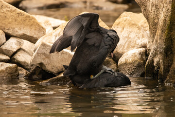 Two ducks having fun at the lake of Constance in Switzerland 28.4.2021