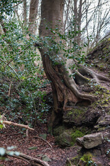 Public footpath in Snuff Mills park, Bristol, UK