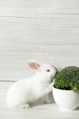 white rabbit eats brocolli. Close-up cute white rabbit on a gray background.  Empty space for text.
