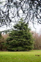 Meadow in a Snuff Mills Park, Bristol, UK