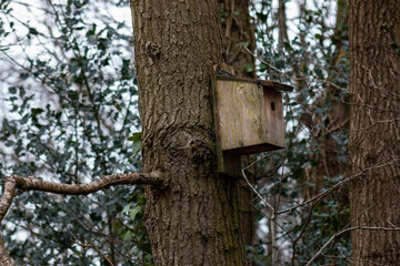 Birdhouse in a Tree, Snuff Mills Park