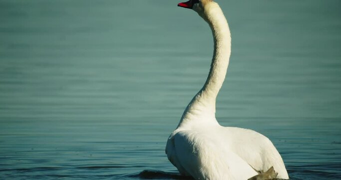 The mute swan stretching the wings in slowmotion