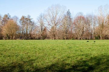 Meadow in a park, UK