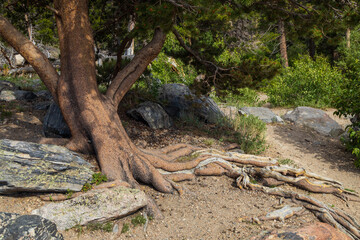 Fototapeta na wymiar Pine tree, trunk and roots