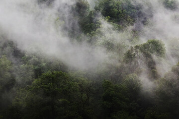 Fog in the forest on a mountain slope
