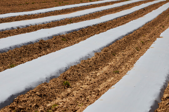 Rows of plastic sheeting set out on a Lancaster County farm field.