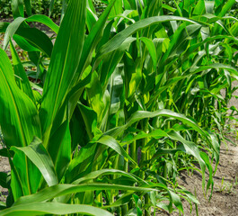 Young green corn plants growing in a farm field.