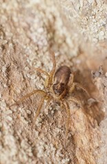 little spider on a stone