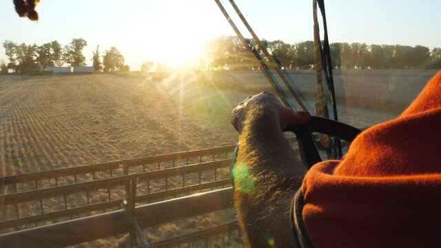 Arm of farmer holding steering wheel and controlling combine during harvest. Man working in field on grain harvester at sunset. View on scenic landscape and process of gathering barley from inside cab