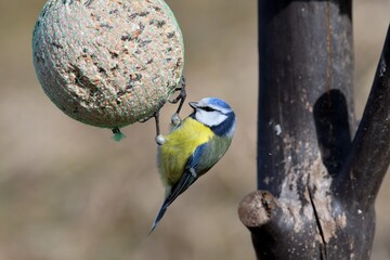Eurasian blue tit hanging and eating tallow ball with seeds in spring