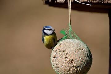 Eurasian blue tit hanging and eating tallow ball with seeds in spring