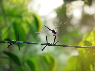 Dragonfly caught on a barbed wire, back with bokeh light.