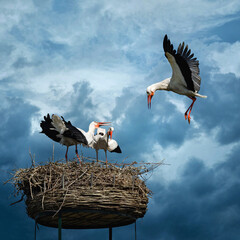 Three storks  against beautiful blue sky background - 433474319