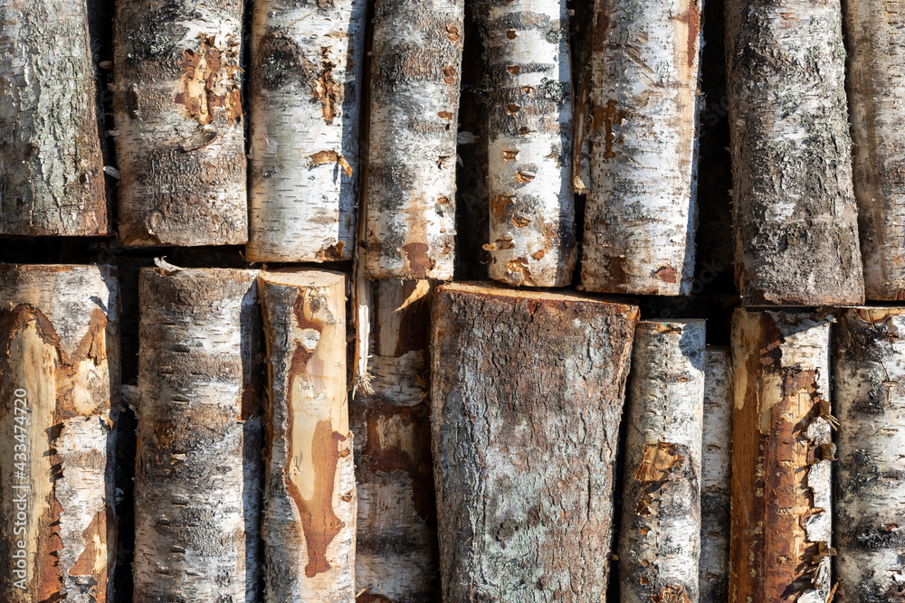 Poster birch logs in rows. the trees are stacked with stacks. timber
