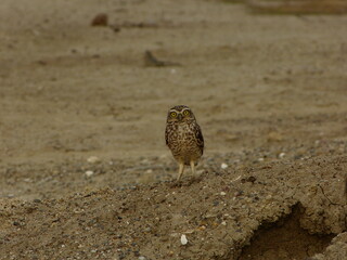owl