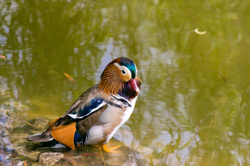 Eine Mandarinente im Steglitzer Stadtpark in Berlin.