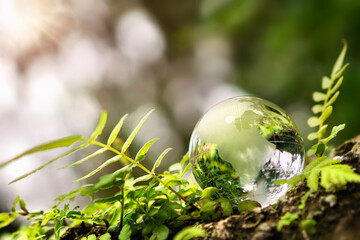 crystal globe glass resting on moss stone with sunshine in nature forset. eco  environment concept