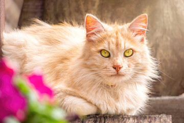 Ginger fluffy cat and summer garden