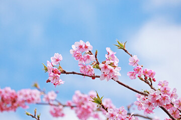 Spring Cherry blossoms, pink flowers.