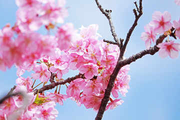 Spring Cherry blossoms, pink flowers.