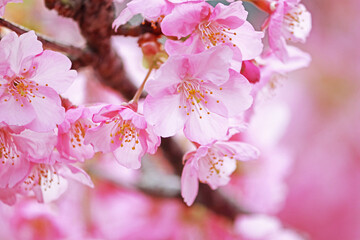 Spring Cherry blossoms, pink flowers.