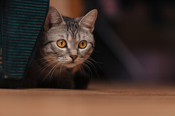 Black and white tabby cat with orange eyes. The cat hid behind the back of a sofa or chair and lay down on the floor.