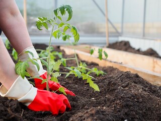 Woman hands planting to soil tomato seedling in greenhouse. Farmer growing vegetables in garden....