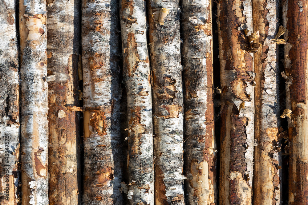 Poster birch logs in rows. the trees are stacked with stacks. timber