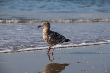 seagull on the beach